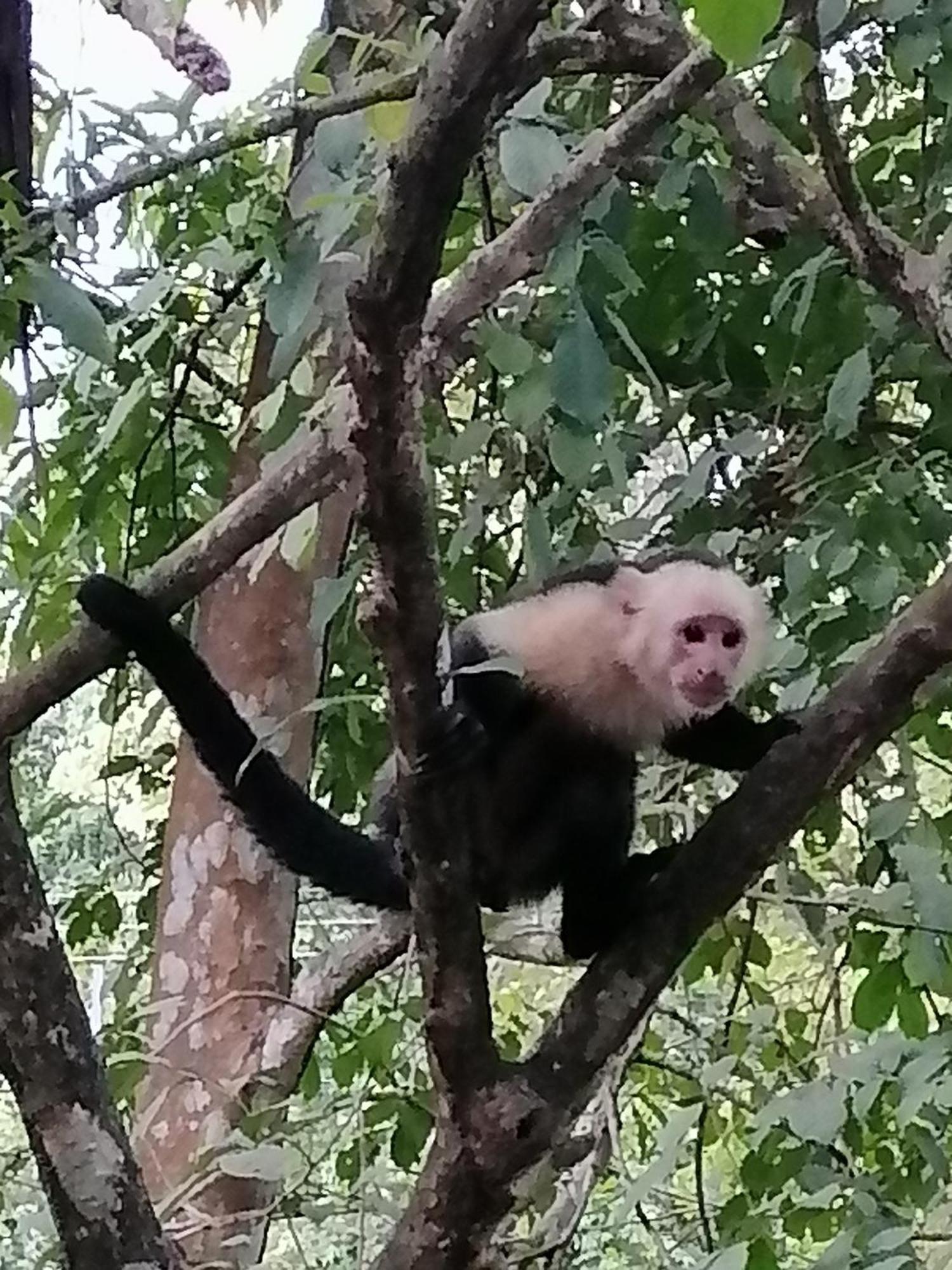 Garza Tigre Apartamentos Cobano Exteriör bild