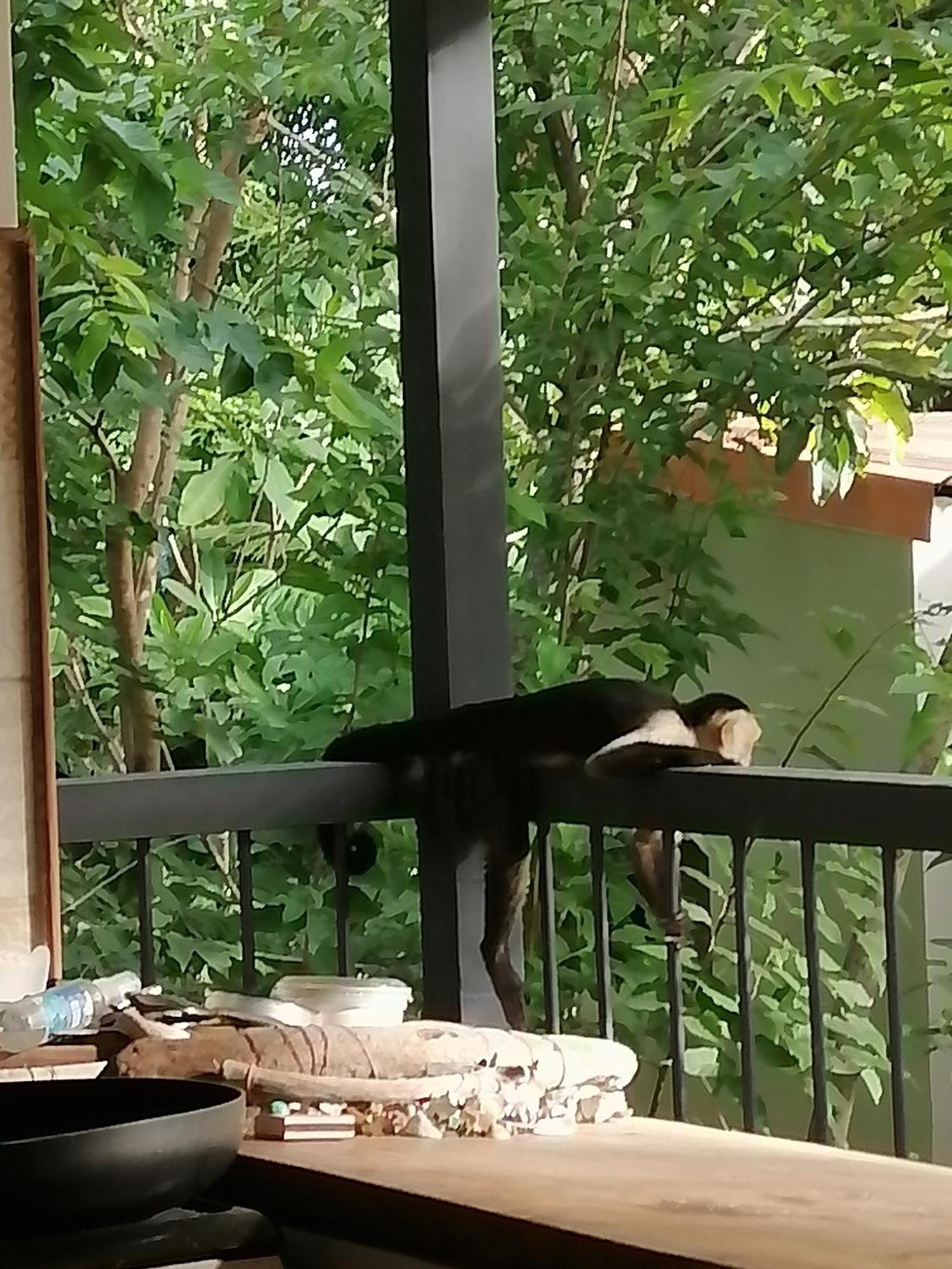 Garza Tigre Apartamentos Cobano Exteriör bild